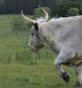 Bull