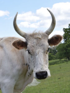Bull