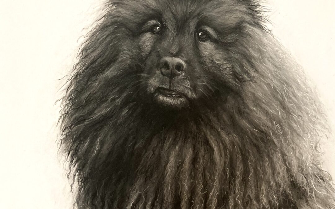 Naos the Eurasier - Lucy Boydell
