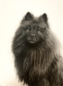 Naos the Eurasier - Lucy Boydell