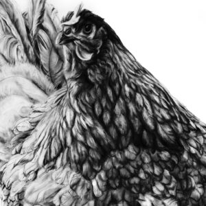 Beautiful Blue Orpington detail