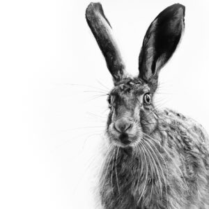 Curious Hare detail L Boydell