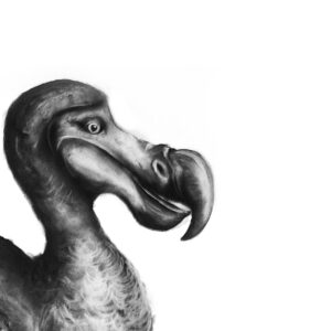 Dodo detail L Boydell