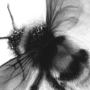 Flight of the Bumblebee detail L Boydell