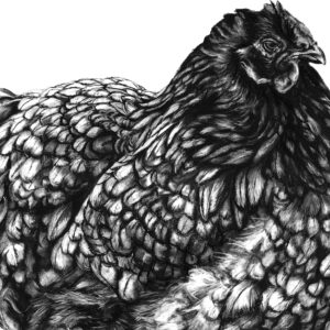 Mother Hen detail L Boydell