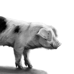 Old Spot Piglet 1detail L Boydell