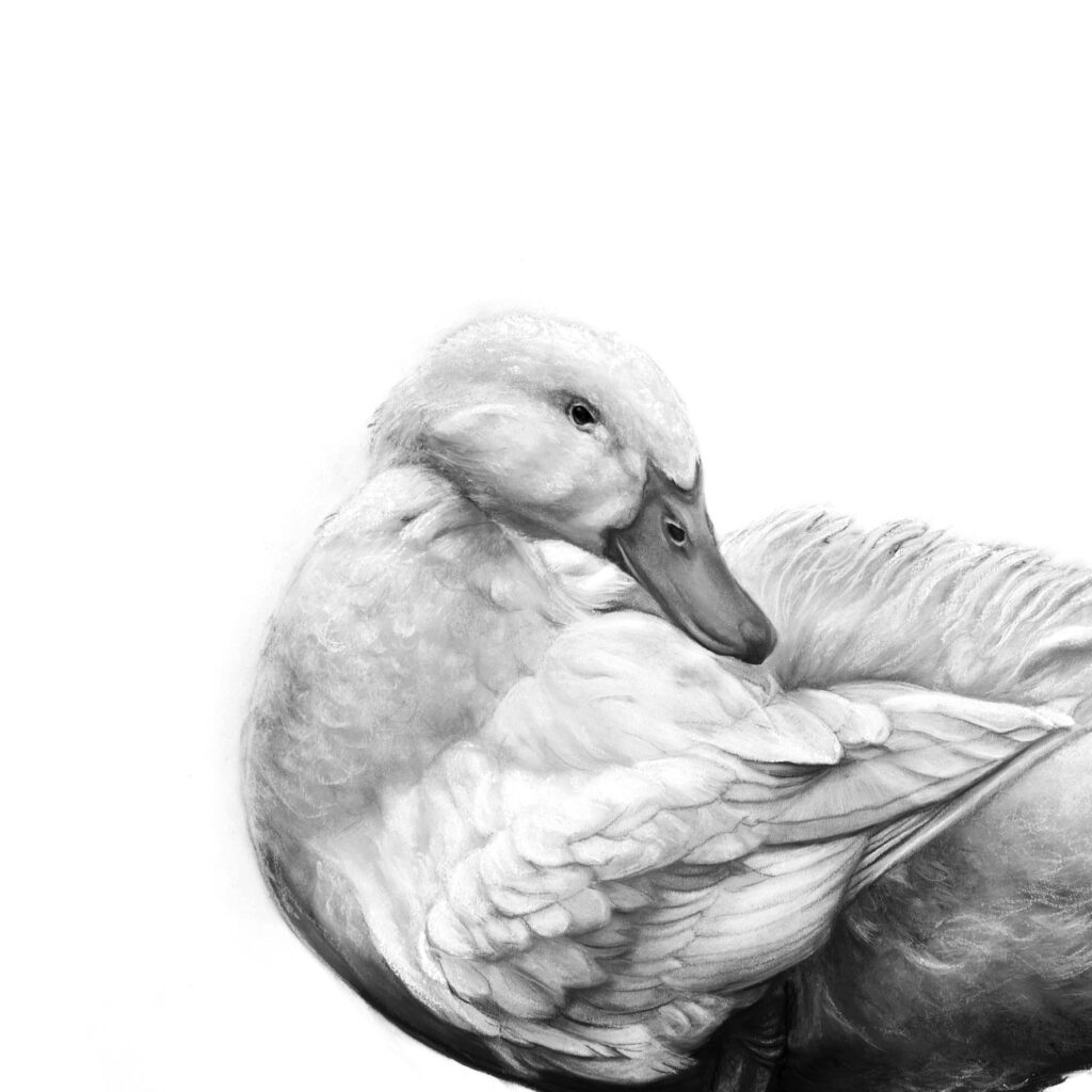 Pekin Duck detail L Boydell