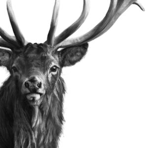 Watchful Stag detail L Boydell