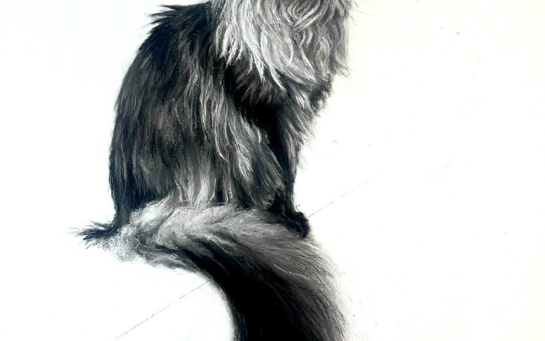 Maine Coon Cat  – Lucy Boydell