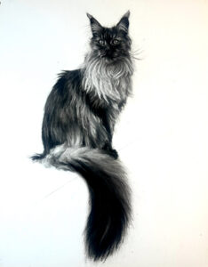 Maine Coon Cat