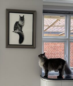 Maine Coon Cat in situ