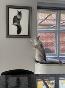 Maine Coon Cat in situ