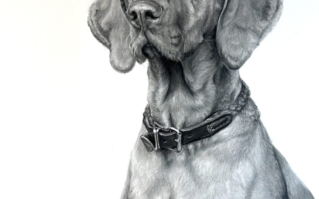 Milo, flat coat Viszla – Lucy Boydell