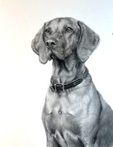 Milo, flat coat Viszla