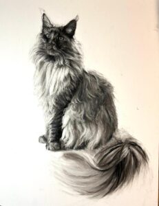 Delilah The Maine Coon