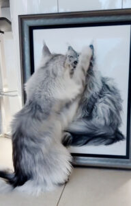 Maine Coon in situ