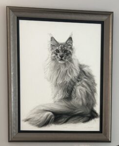 Maine Coon in situ