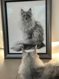 Maine Coon in situ