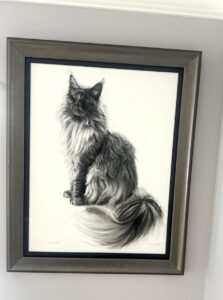 Maine Coon in situ