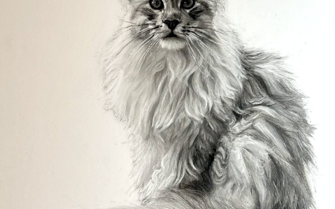 Romeo The Maine Coon