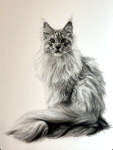 Romeo The Maine Coon