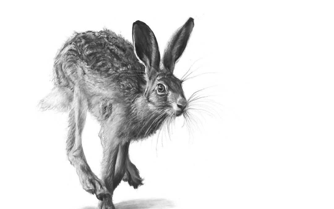 Spring Hare – Lucy Boydell