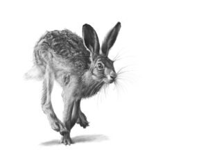 Spring Hare