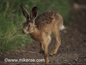 Hare Photo