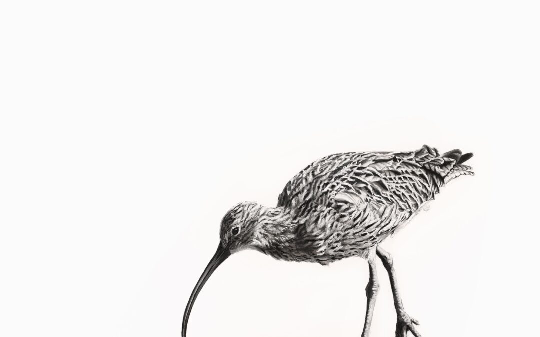 Saltmarsh Curlew – Lucy Boydell